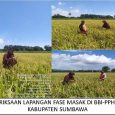 BBI PPH Utan terletak di Kabupaten Sumbawa, tepatnya di Kecamatan Utan. Pada Musim Tanam 2021/2022 mengajukan permohonan sertifikasi benih terdiri dari beberapa Varietas : Cigeulis klas BP seluas 2,00 Ha, […]